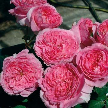 Rosa Generosa® Elodie Gossuin - Struikroos