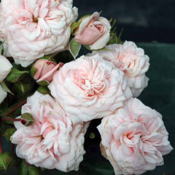 Rosa Emile Garcin - Trosroos