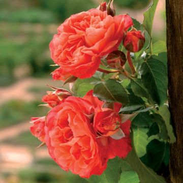 Rosa Generosa® Emilien Guillot - Struikroos