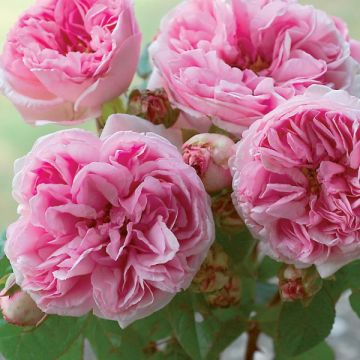 Rosa Madame Ernest Calvat - Historische roos