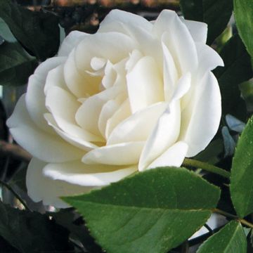 Rosa Iceberg - Trosroos