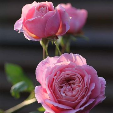 Rosa Generosa® Anne-Sophie Pic - Struikroos