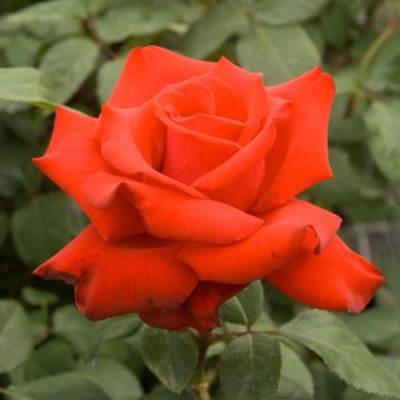 Rosa Grande Amore - Grootbloemige roos