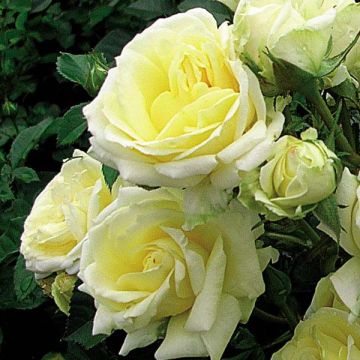 Rosa Goldfassade - Klimroos Goldfassade