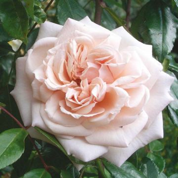 Rosa Penny Lane - Grootbloemige Klimroos