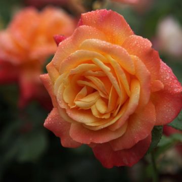 Rosa Shining Beauty - Grootbloemige Klimroos