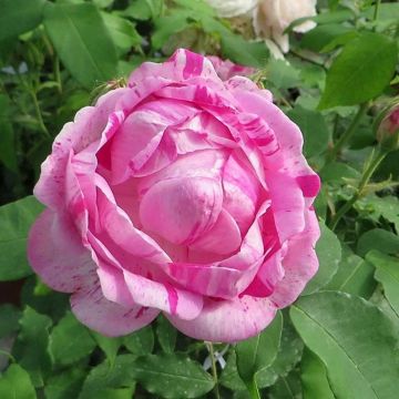 Rosa gallica Gros Provins Panaché BIO - Historische roos