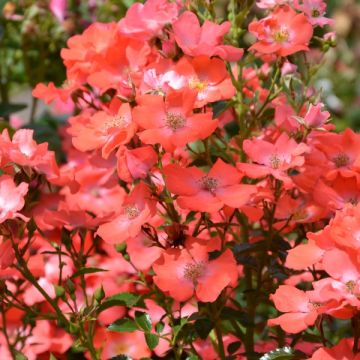 Rosa Isalia - Polyantharoos