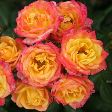 Rosa Little Sunset - Patioroos