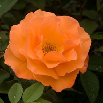 Rosa Orange Climber - Klimroos