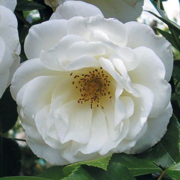 Rosa Princess of Wales - Trosroos