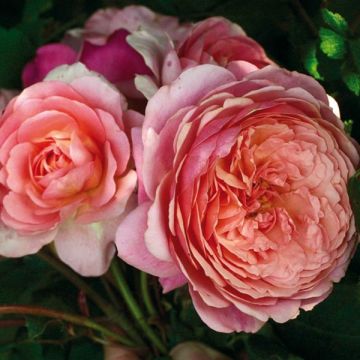 Rosa Generosa® Prix P.J. Redouté - Struikroos