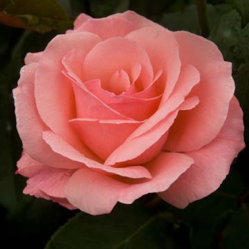 Rosa Queen Elizabeth - Grootbloemige roos