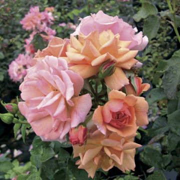 Rosa Aprikola - Bodembedekkende roos