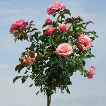 Rosa Botticelli - Stamroos