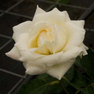 Rosa White Symphony - Grootbloemige roos