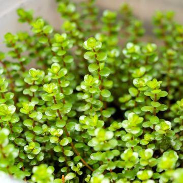 Rotala rotundifolia Green - Rotala rondeblad