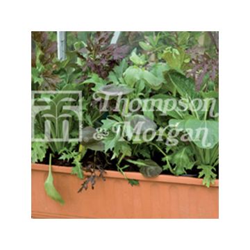 Pluksla The Good Life Mix