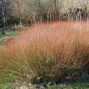 Salix purpurea - Bittere wilg