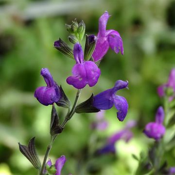 Salvia greggii ARCTIC BLAZE Purple Novasalpur - Herfstsalie