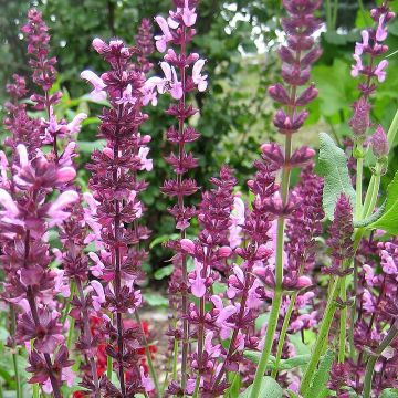 Salvia superba Reine Rose - Bossalie