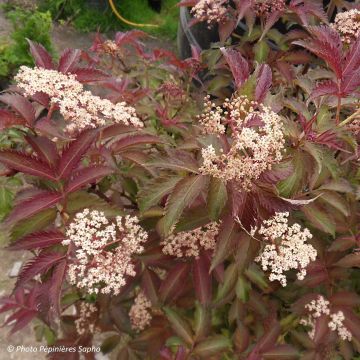 Sambucus nigra Serenade - Gewone vlier