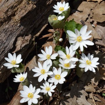 Sanguinaria canadensis - Bloedwortel