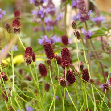 Sanguisorba Red Thunder - Grote pimpernel