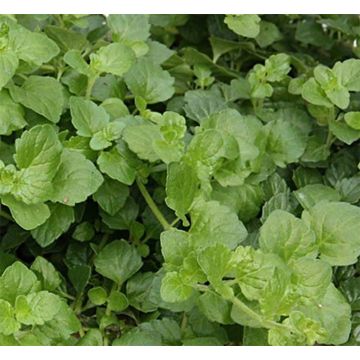 Satureja douglasii Indian Mint - Indische munt