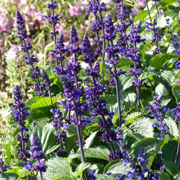 Salvia Big Blue - Meelsalie