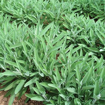 Echte salie Ceres BIO (zaad)