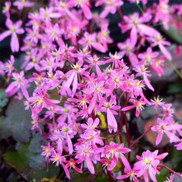 Saxifraga cortusifolia Black Ruby - Herfststeenbreek