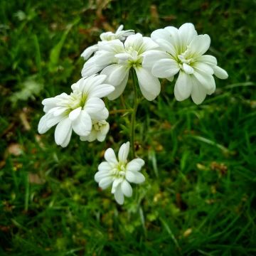 Saxifraga granulata Flore Pleno - Knolsteenbreek