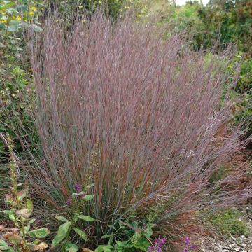 Schizachyrium scoparium Standing Ovation - Prairiegras