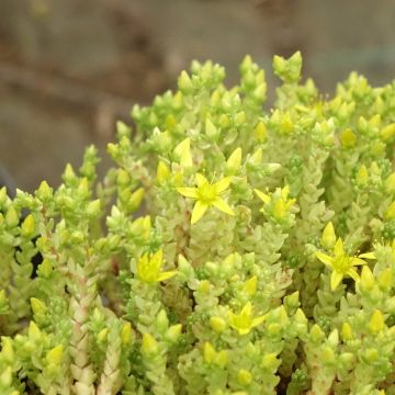 Sedum acre Yellow Queen - Gele muurpeper
