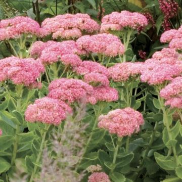 Sedum spectabile Septemberglut - Hemelsleutel