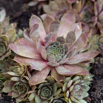 Sempervivum Coral Gray - Huislook