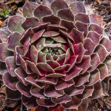 Sempervivum Ruby Star - Huislook