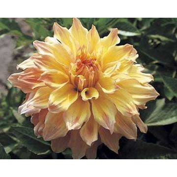 Dahlia Shirley Jan - decoratieve dahlia