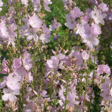 Sidalcea malviflora Elsie Heugh - Griekse malva