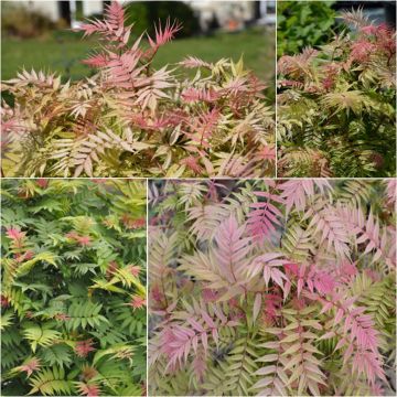 Sorbaria sorbifolia Pink Hopi - Lijsterbesspirea