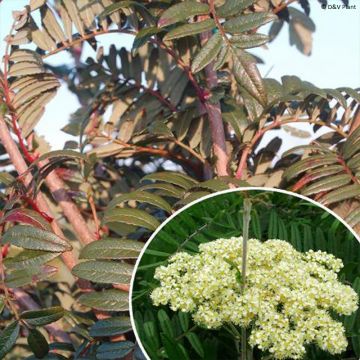 Sorbus scalaris - Chinese lijsterbes