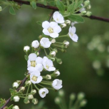 Spiraea cinerea Graciosa - Spierstruik dentelée