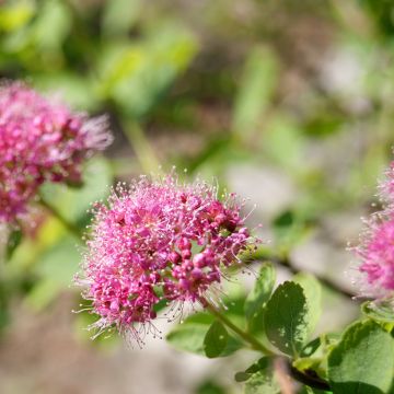 Spiraea densiflora - Spierstruik
