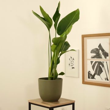 Strelitzia nicolai - Witte paradijsvogelplant