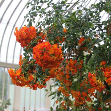 Streptosolen jamesonii - Marmeladeplant