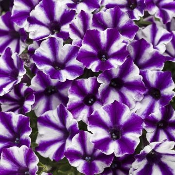 Petunia Supertunia Mini Vista Violet Star - Hangpetunia