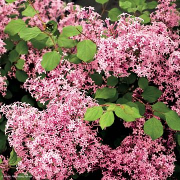 Syringa Red Pixie - Dwergsering