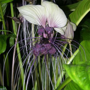 Tacca integrifolia - Witte vleermuisbloem