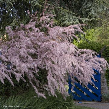 Tamarix tetrandra - Tamarisk